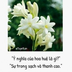 Ý nghĩa của các loài hoa!