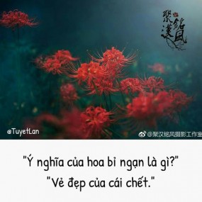 Ý nghĩa của các loài hoa!