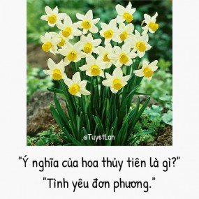 Ý nghĩa của các loài hoa!