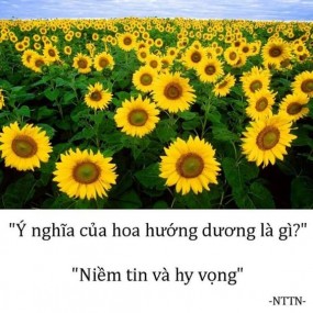 Ý nghĩa của các loài hoa!