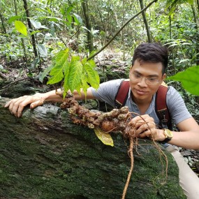 Sâm ngọc linh Kon Tum