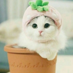 Thích động vật cute :