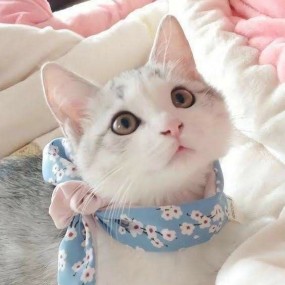 Mèo nhà ai mak cute dễ sợ >.<