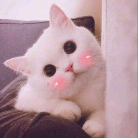 Mèo nhà ai mak cute dễ sợ >.<