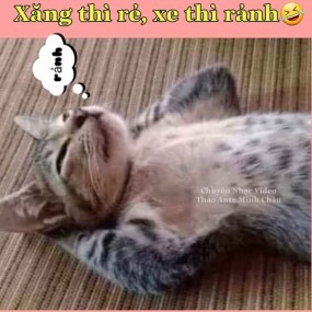 Suy nghĩ thơ ngây của loài mèo mùa dịch