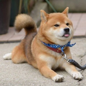 chó shiba