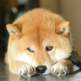 chó shiba