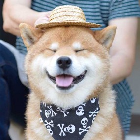 chó shiba