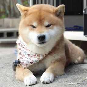 chó shiba