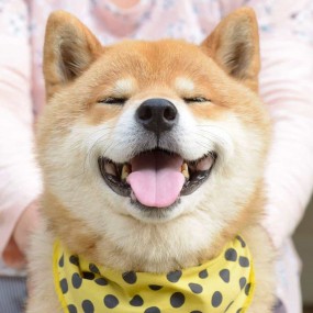 chó shiba