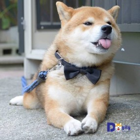 chó shiba