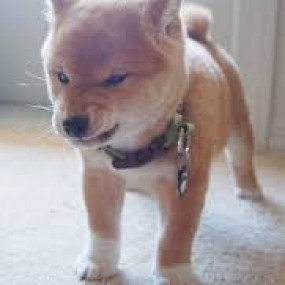 chó shiba