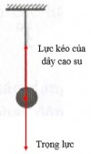 Treo vật nặng vào sợi dây cao su, dưới tác dụng của lực hút Trái Đất vật bị kéo xuống một đoạn rồi dừng lại ở vị trí cân bằng và vật không rơi xuống vì: vật chịu tác dụng lực kéo của dây cao su, có phương thẳng đứng, chiều ngược với chiều lực hút Trái Đất và có độ lớn bằng với độ lớn của trọng lực tại vị trí cân bằng.<br /> 