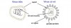 <p><strong>A. </strong>Vì mỗi loại virus chỉ có các gai glycoprotein hoặc protein bề mặt tương thích với thụ thể trên bề mặt của một số loại tế bào chủ nhất định.</p>