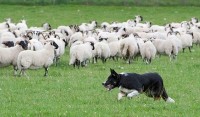 Người nông dân chăn cừu và anh hàng xóm làm nghề thợ săn,người nông dân chăn cừu và thợ săn,người chăn cừu,thợ săn,chó săn và đàn cừu,Người nông dân chăn cừu và anh hàng xóm làm nghề thợ săn